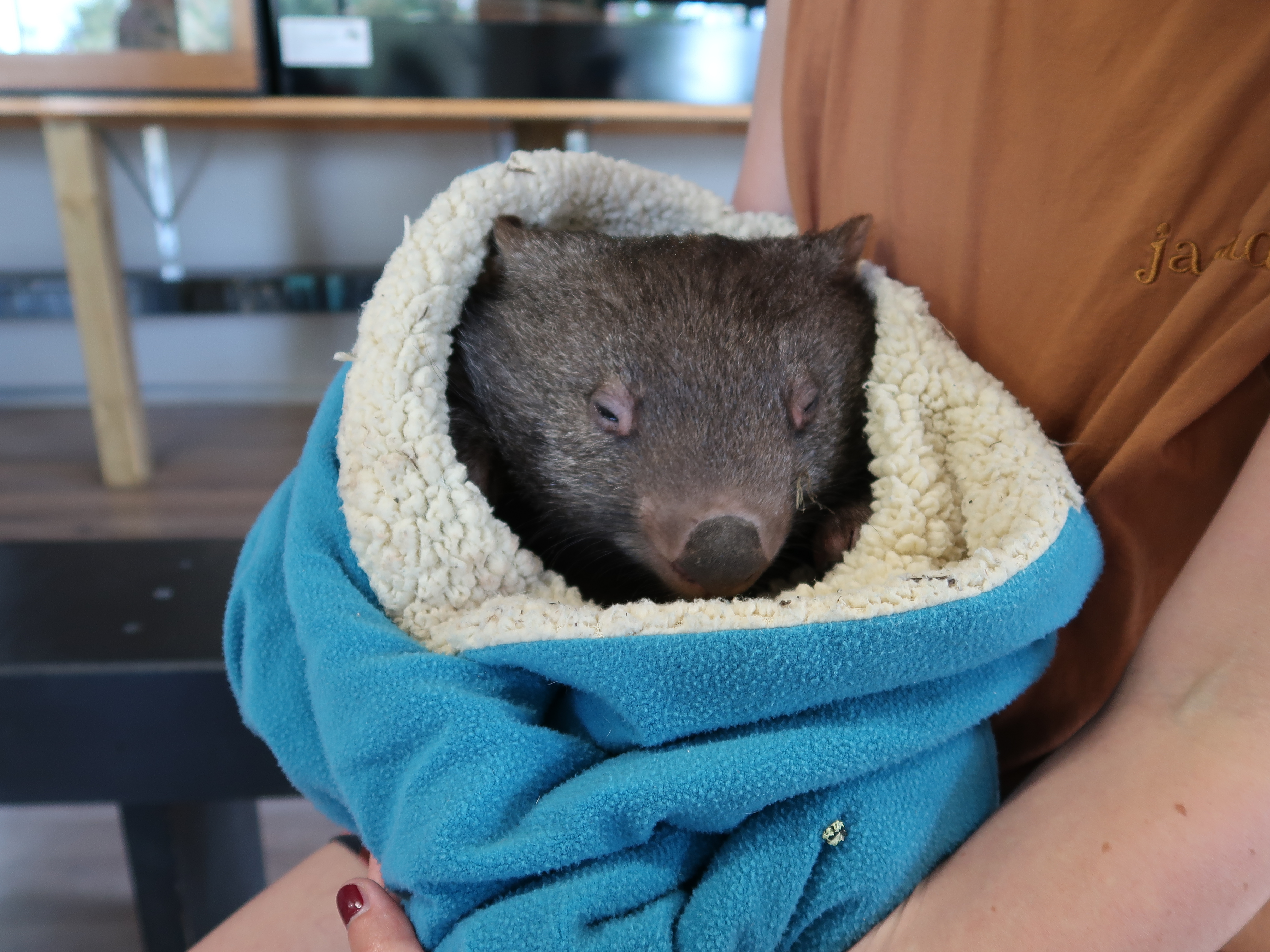 Warrnambool Wildlife Encounters is one of the Top things to see in Warrnambool