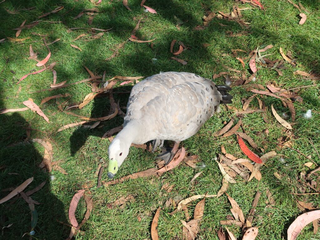 cape barren goose