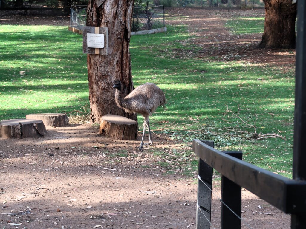 emu