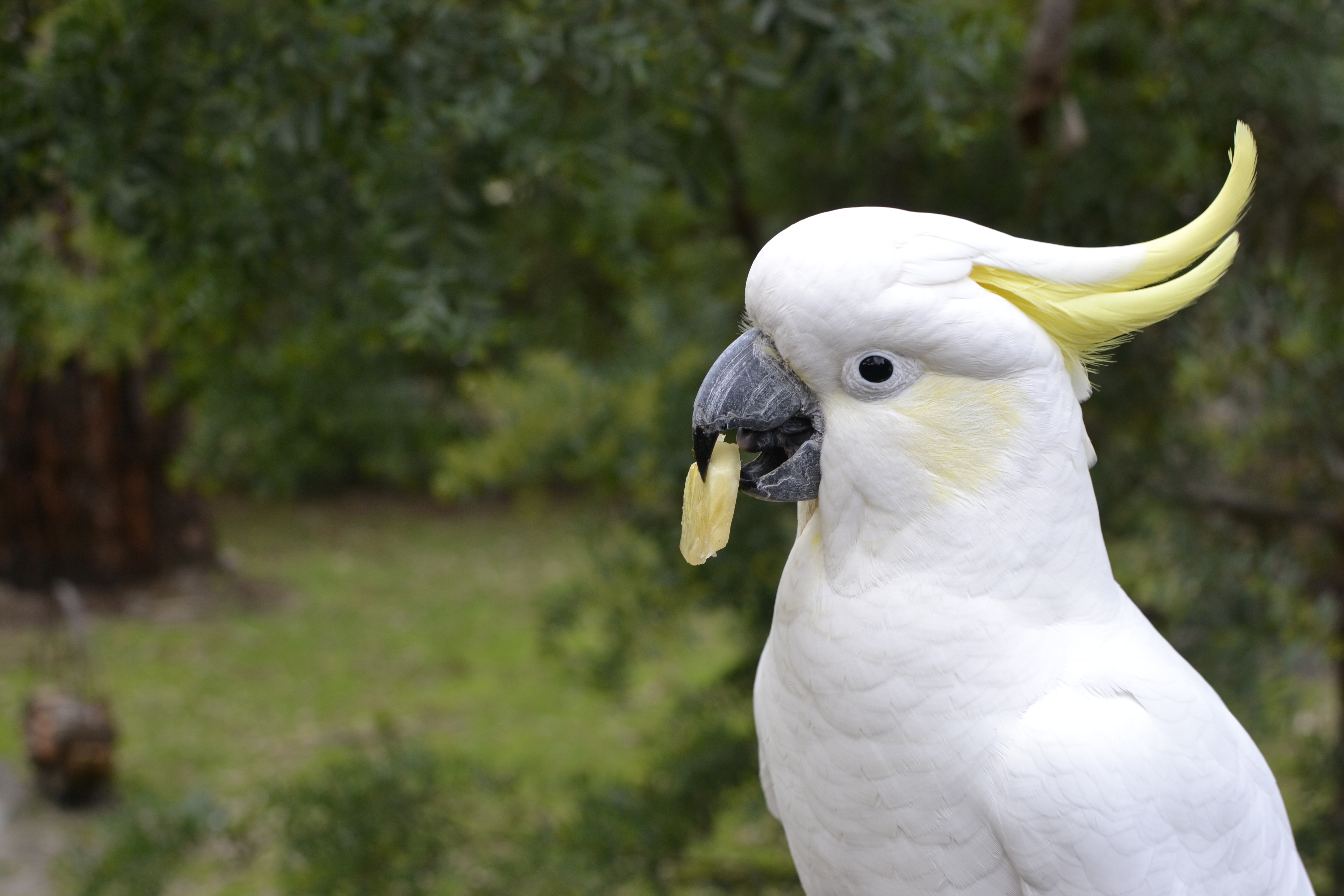 Cockatoos are everywhere in Grampians