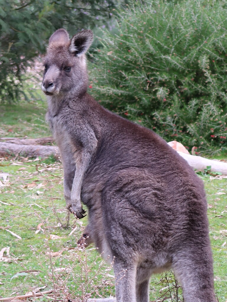 Kangaroos in the Grampians are roaming around everywhere