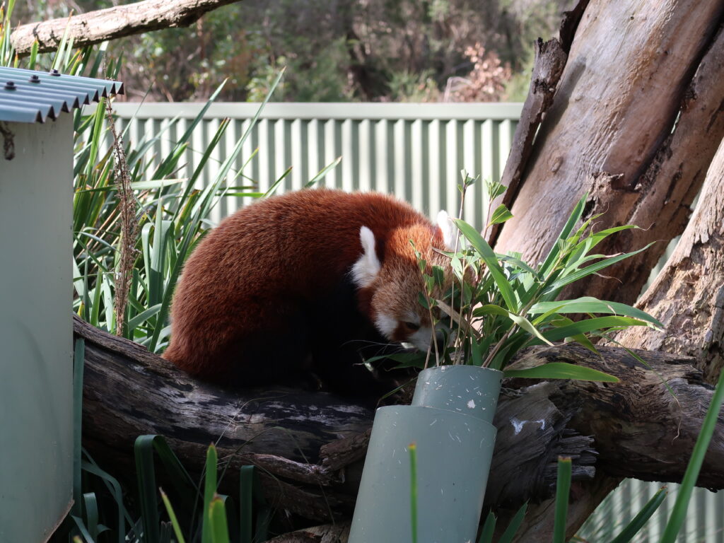 Red Panda at Halls Gap Zoo, one of the Top 3 things to see in the Grampians