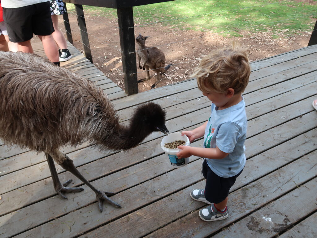 feeding Emus at Warrnambool Wildlife Encounters