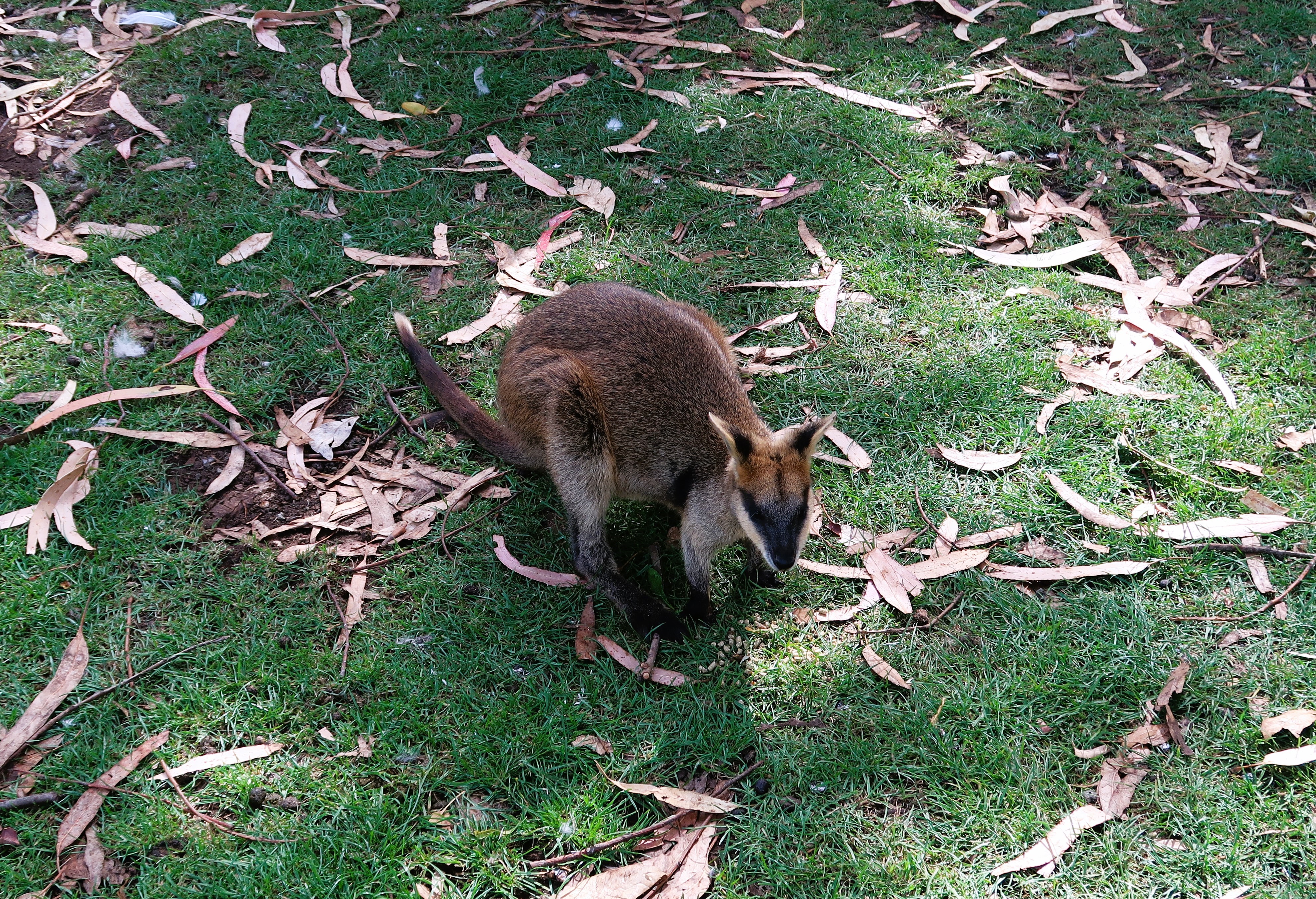 wallaby