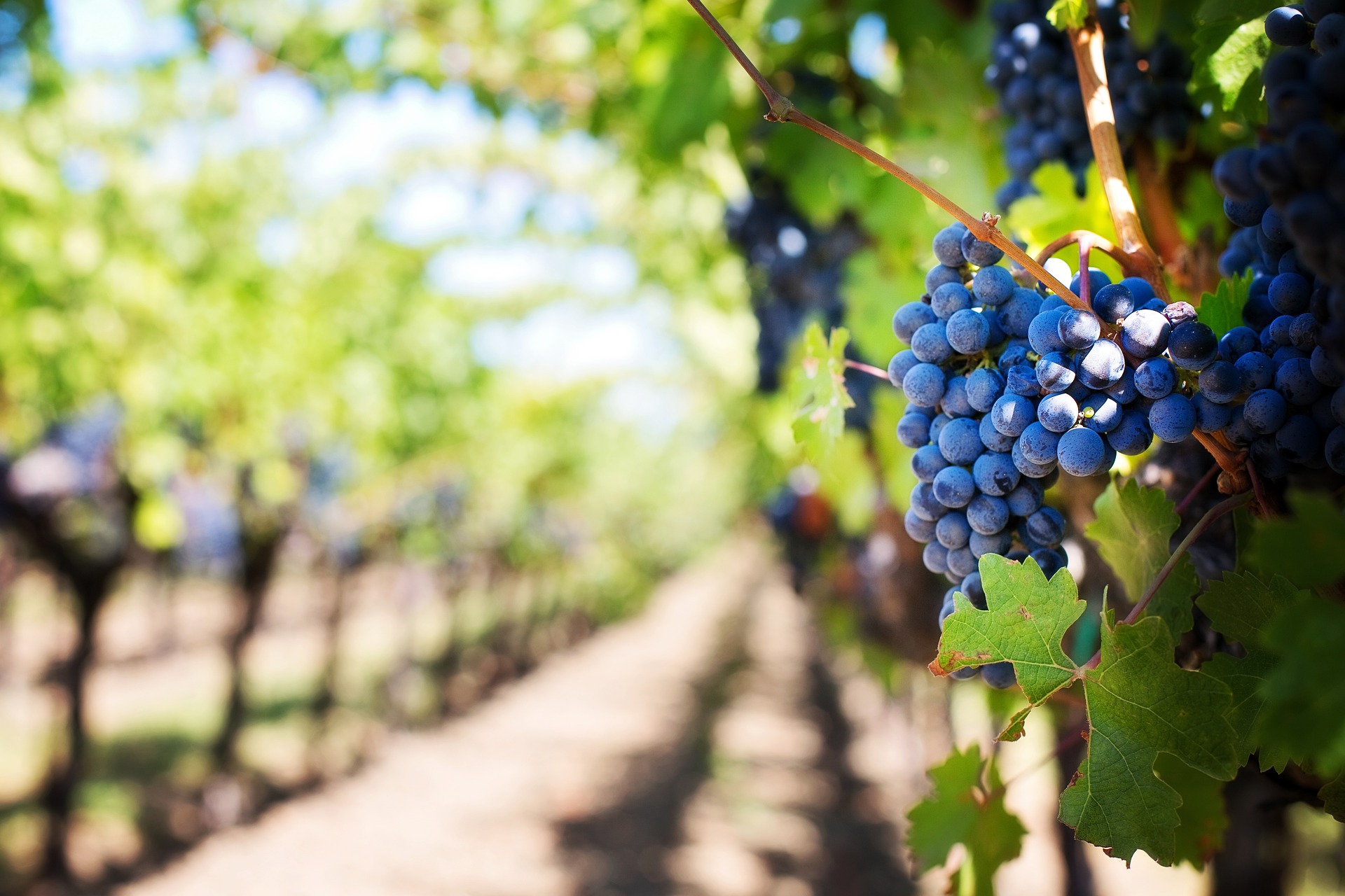 Close up of grapes in a Winery