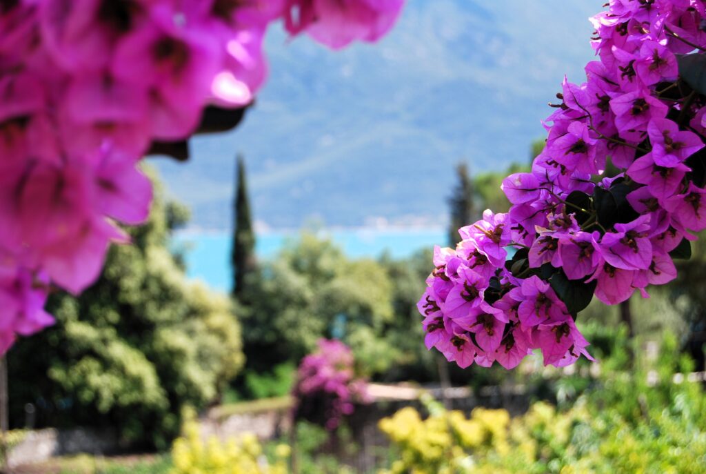 lake garda in bloom during summer