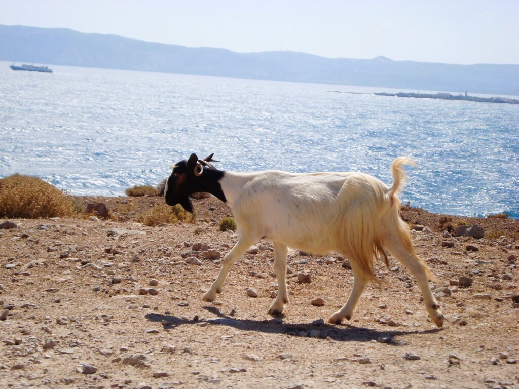 goats on the way to reach balos beach, one of the best in greece