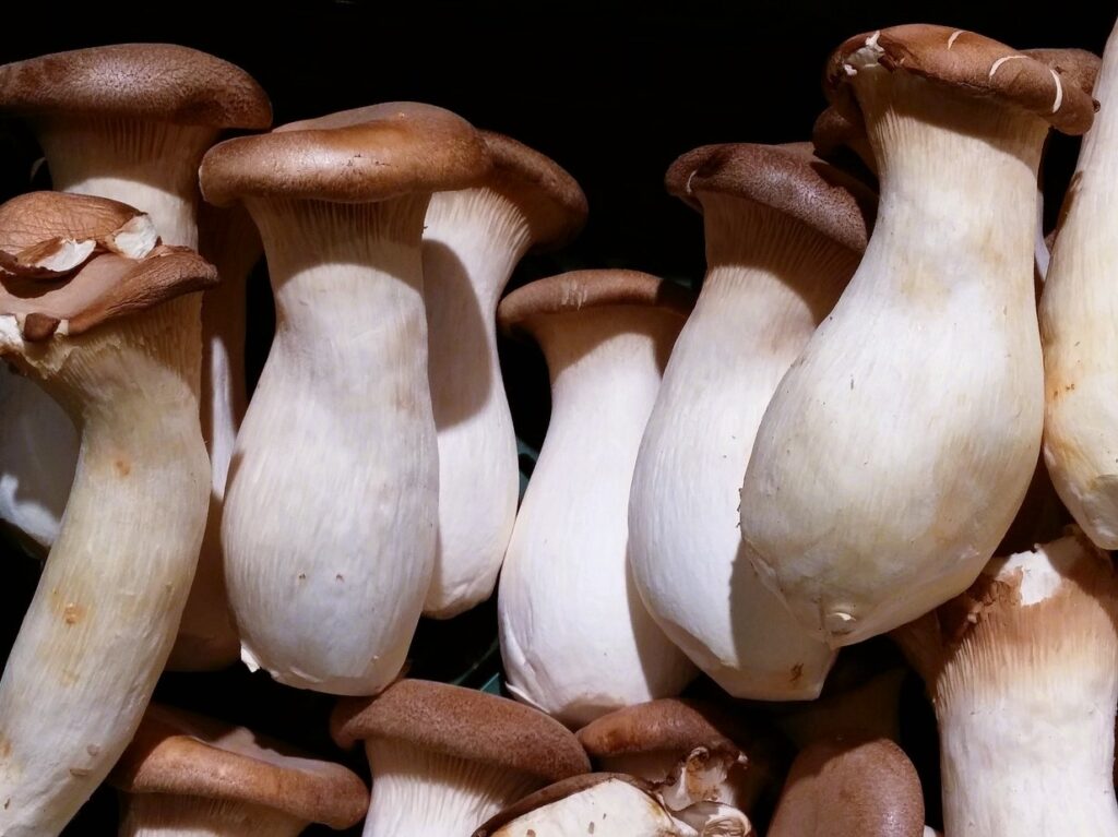 king oyster mushrooms