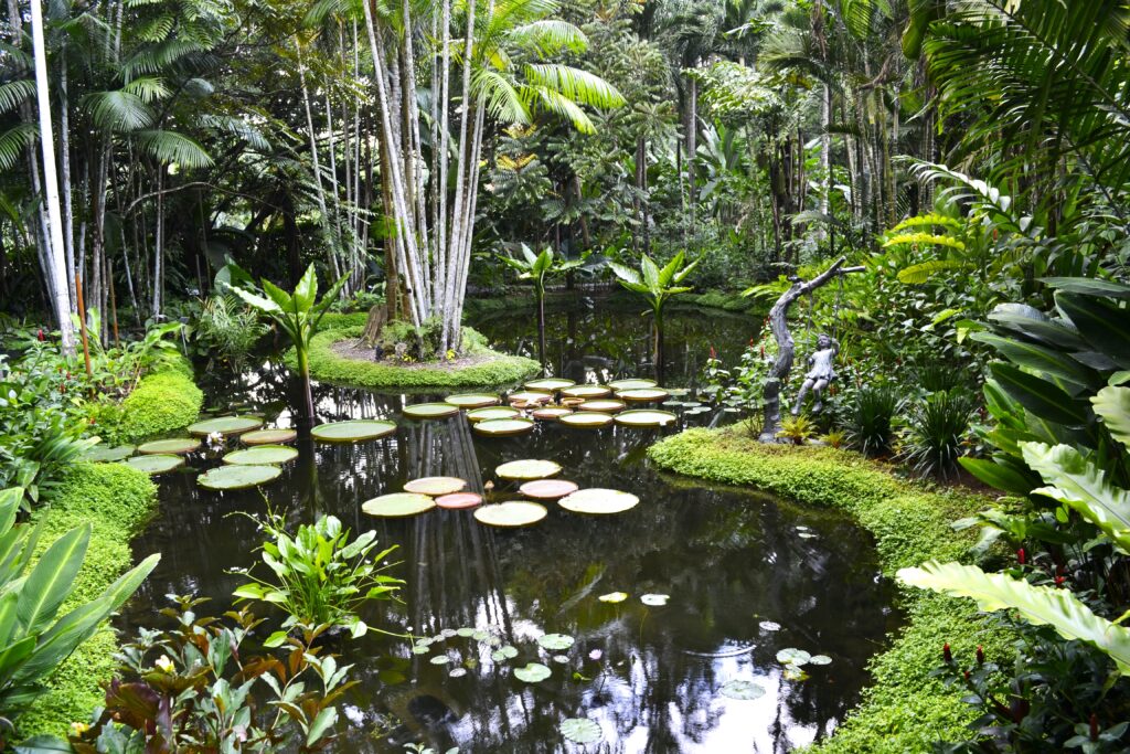 ponds at the Singapore Botanical Gardens