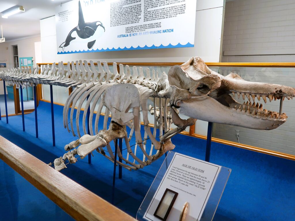 Skeleton of Old Tom, one of the most famous killer whales in Eden